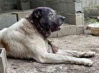 سگ افغان 23ماهه در شیپور-عکس کوچک