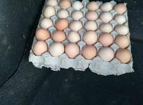 فروش تخم مرغ و تخم غاز در شیپور-عکس کوچک