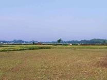 فروش زمین کشاورزی 1800 متر  در شیپور