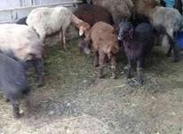 گوسفندبا بره شکم اول در شیپور-عکس کوچک