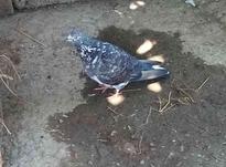 کبوتر نر پرشی ضمانتی در شیپور-عکس کوچک