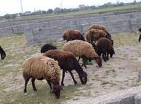 گوسفند افشاری در شیپور-عکس کوچک