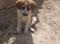 توله سگ ماده سرابی در شیپور-عکس کوچک