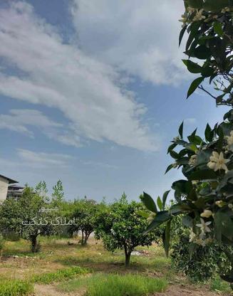 فروش زمین مسکونی 582 متری در رامسر در گروه خرید و فروش املاک در مازندران در شیپور-عکس1