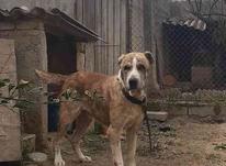 سگ نر افغان در شیپور-عکس کوچک