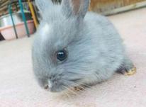 خرگوش جرسی در شیپور-عکس کوچک