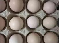 تخم مرغ محلی در شیپور-عکس کوچک