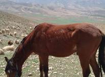 کره اسب نریان 2ساله در شیپور-عکس کوچک