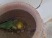 مرغ عشق جوان20جفت همه اقال دوم بهشرط تخم وجوجه در شیپور-عکس کوچک