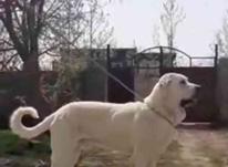 سگ پژدر عراقی در شیپور-عکس کوچک