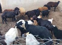 فروش تعدادی گوسفند و بره در شیپور-عکس کوچک