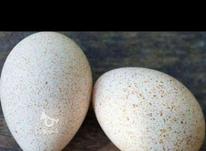 تخم بوقلمون نطفه دار در شیپور-عکس کوچک