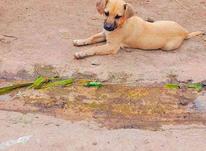 سگ پاکوتاہ در شیپور-عکس کوچک