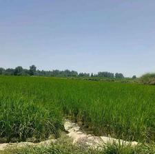 زمین کشاورزی 2000 متر