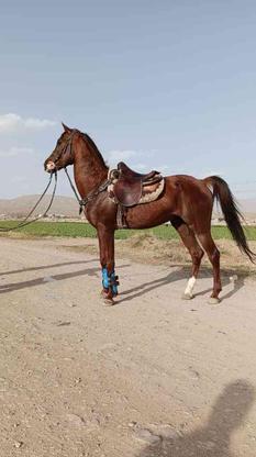 اسب نریان عرب کورسی در گروه خرید و فروش ورزش فرهنگ فراغت در البرز در شیپور-عکس1