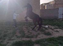 اسب نریان پسر در شیپور-عکس کوچک