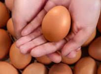 مرغ تخمگذار لوهمن اصل در شیپور-عکس کوچک
