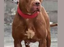 فروش سگ پیتبول رنگ ردنویز نر 3 ماهه در شیپور-عکس کوچک