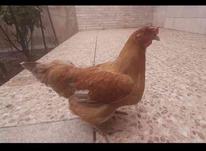 4 عدد مرغ سالم فروشی در شیپور-عکس کوچک