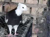 کبوتر طوقی در شیپور-عکس کوچک