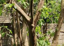 خریدار درخت و چوب صنوبر و جنگلی با بهتربن قیمت در شیپور-عکس کوچک