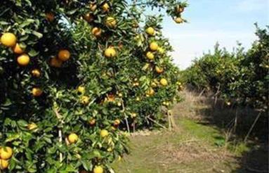 معاوضه 1300 متر باغ سند دار در بهنمیر با آپارتمان