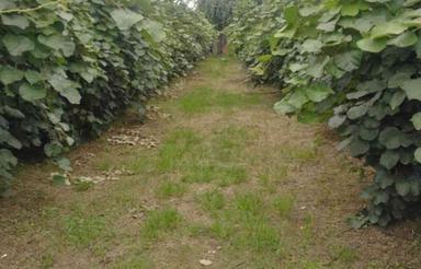 زمین مسکونی 14,000 متری در شیرود