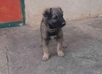 سگ توله سرابی اصل در شیپور-عکس کوچک
