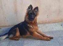 سگ ژرمن کینگ شولاین نر 7 ماه در شیپور-عکس کوچک