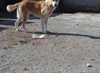 سگ اصیل خراسانی ماده شنگوله دار در شیپور-عکس کوچک