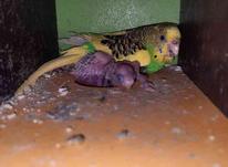 مرغ عشق مولد در شیپور-عکس کوچک