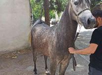 اسب نریان عرب مصری در شیپور-عکس کوچک