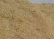 کاه نرم گندم در شیپور-عکس کوچک
