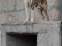 سگ خراسانی در شیپور-عکس کوچک