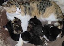 گربه نژادdsh با هفت بچه در شیپور-عکس کوچک