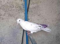 کبوتر پشتار در شیپور-عکس کوچک
