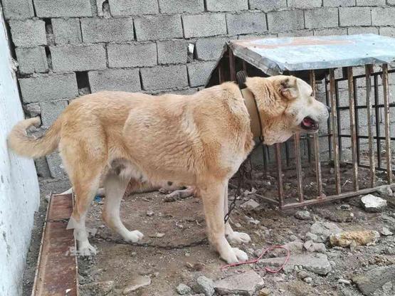 سگ ماده عراقی اصیل در گروه خرید و فروش ورزش فرهنگ فراغت در آذربایجان شرقی در شیپور-عکس1