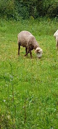 گوسفند نره تخمی در گروه خرید و فروش ورزش فرهنگ فراغت در مازندران در شیپور-عکس1