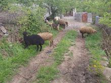 فروش ده تا گوسفند شیشک با بره در شیپور