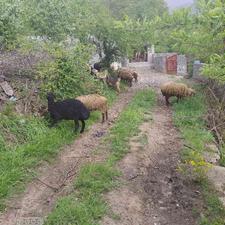 فروش ده تا گوسفند شیشک با بره در شیپور