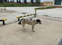 توله سگ ماده است در شیپور-عکس کوچک