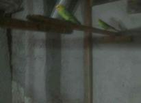 جفت مرغ عشق با7جوجه در شیپور-عکس کوچک