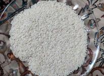 برنج لاشه طارم و برنج طارم در شیپور-عکس کوچک