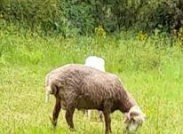 گوسفند نره فروشی در شیپور-عکس کوچک