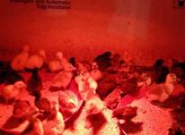 جوجه قو غاز و جوجه مرغ و بلدرچین تخم گذار و گوشتی در شیپور-عکس کوچک