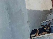 سگ ژرمن ماده .. در شیپور-عکس کوچک