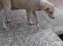 سگ ماده باردار در شیپور-عکس کوچک