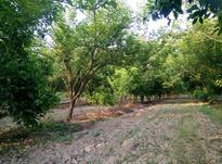 باغ خرمالو یک هکتار در شیپور-عکس کوچک