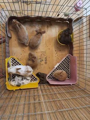 بچه خرگوش1 ماهه در گروه خرید و فروش ورزش فرهنگ فراغت در اصفهان در شیپور-عکس1