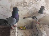 کبوتر سبز کاکولی در شیپور-عکس کوچک